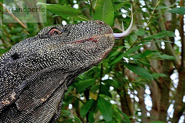 Krokodilwaran (Varanus salvadorii)  Kopf mit herausgestreckter Zunge  endemisch  in Gefangenschaft  Tierportrait  Neuguinea