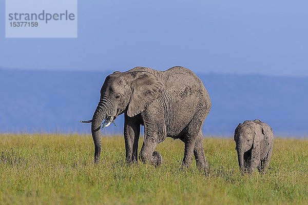 Afrikanischer Elefant (Loxodonta africana)  Erwachsener mit Jungtier beim Fressen in der Savanne  Masai Mara National Reserve  Kenia  Afrika