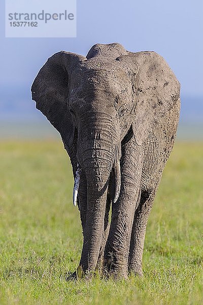 Afrikanischer Elefant (Loxodonta africana) in der Savanne  Masai Mara National Reserve  Kenia  Afrika