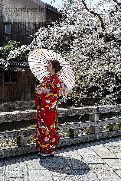 Japanische Frau mit Kimono und japanischem Sonnenschirm unter Kirschblüten  Gion Shirakawa  Kyoto  Japan  Asien