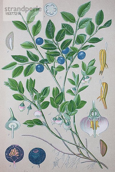 Europäische Heidelbeere (Vaccinium myrtillus)  historische Abbildung von 1885  Deutschland  Europa
