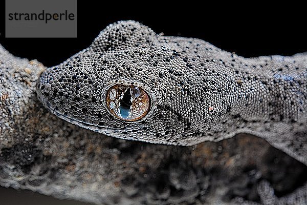 Östlicher Stachelschwanzgecko (Strophurus williamsi) In Gefangenschaft. Australien