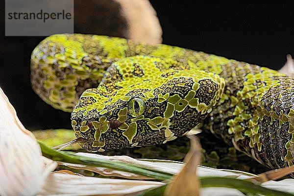 Mangshan-Grubenotter (Protobothrops mangshanensis)  Tierporträt  in Gefangenschaft  China  Asien