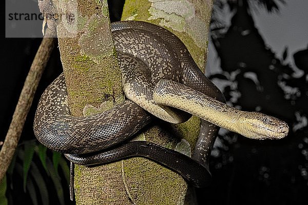 Macklot-Python (Liasis mackloti) Papua