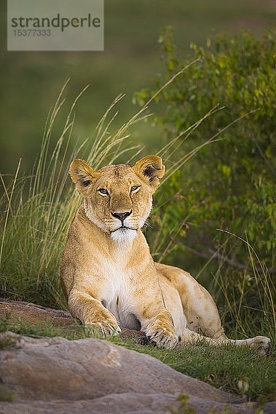 Löwin (Panthera leo) liegend  Masai Mara National Reserve  Kenia  Afrika