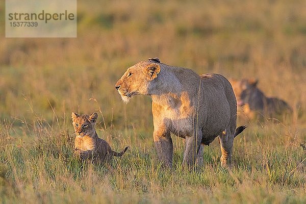 Löwin (Panthera leo) mit Jungtier  Masai Mara National Reserve  Kenia  Afrika