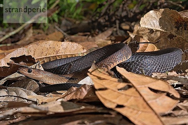 Sulawesi-Rattennatter (Coelognathus erythrurus celebensis. Sulawesi