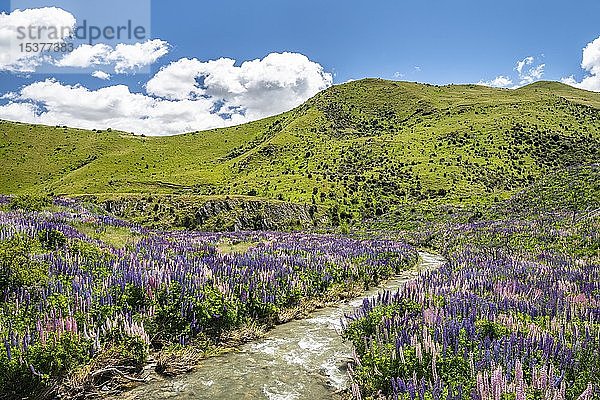 Großblättrige Lupinen (Lupinus polyphyllus) an kleinem Bach  Berglandschaft  Lindis Pass  Südliche Alpen  Otago  Südinsel  Neuseeland  Ozeanien