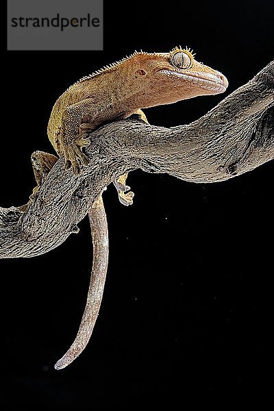 Wimperngecko (Correlophus ciliatus) auf einer Sitzstange  in Gefangenschaft  Neukaledonien  Ozeanien