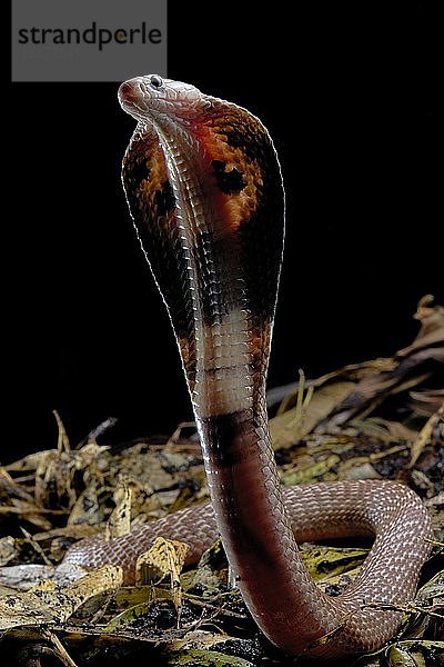 Indische Kobra (Naja naja)  in Gefangenschaft  Indien  Asien