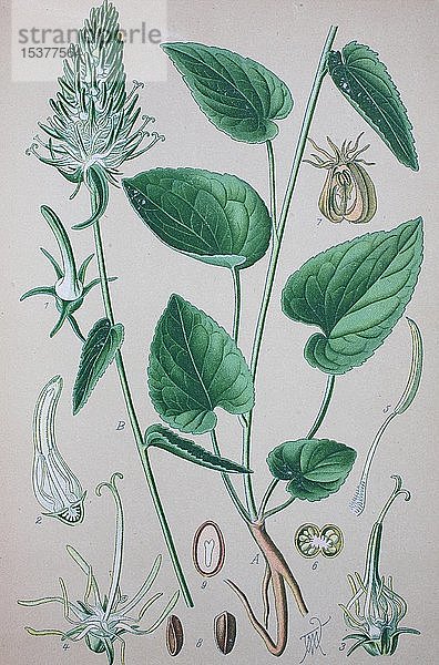 Ähriger Ampfer (Phyteuma spicatum)  historische Abbildung von 1885  Deutschland  Europa