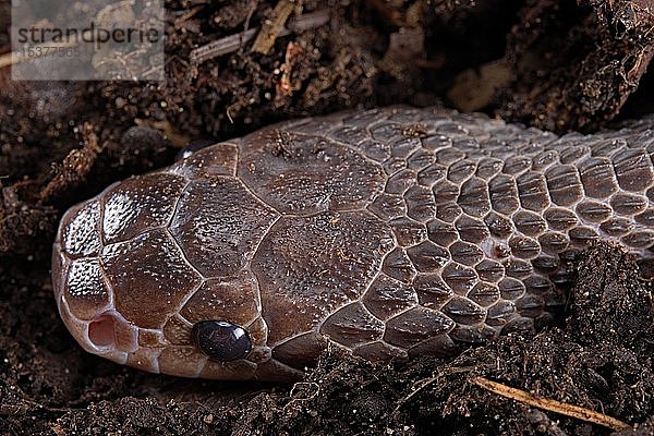 Kapfeilennatter (Gonionotophis sp)  Kamerun  Afrika