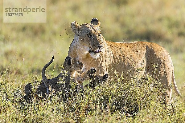 Löwin (Panthera leo) mit zwei Jungtieren  Fliegenbefall  Masai Mara National Reserve  Kenia  Afrika
