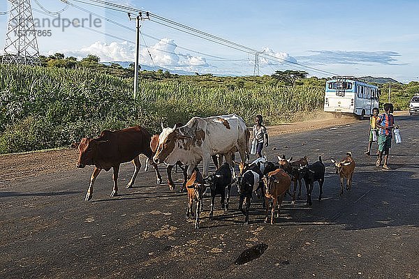 Einheimische Kinder hüten Rinder an der Hauptstraße  Gidole  Äthiopien  Afrika
