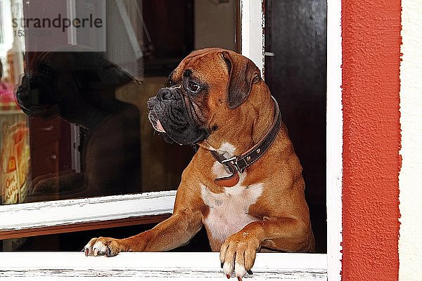 Boxerhund schaut durch ein offenes Fenster  Restaurant  Bad Buchau  Oberschwaben  Baden-Württemberg  Deutschland  Europa