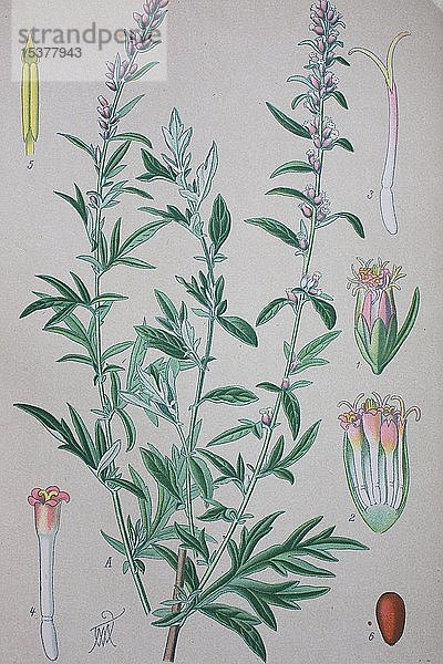 Gemeiner Beifuß (Artemisia vulgaris)  historische Abbildung von 1885  Deutschland  Europa