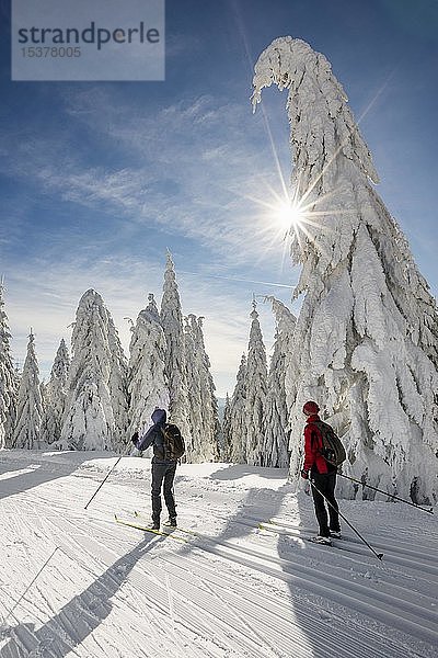 Langläufer auf Langlaufloipe umgeben von schneebedeckten Fichten  Feldberg  Schwarzwald  Baden-Württemberg  Deutschland  Europa