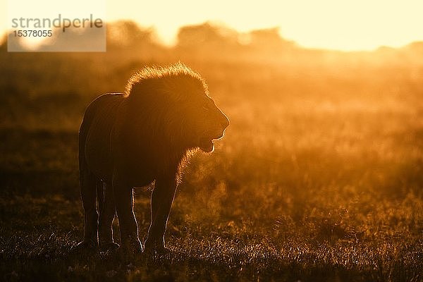 Afrikanischer Löwe (Panthera leo)  Männchen im Gegenlicht und als Silhouette bei Sonnenaufgang  mit Atem sichtbar  Masai Mara National Reserve  Kenia  Afrika