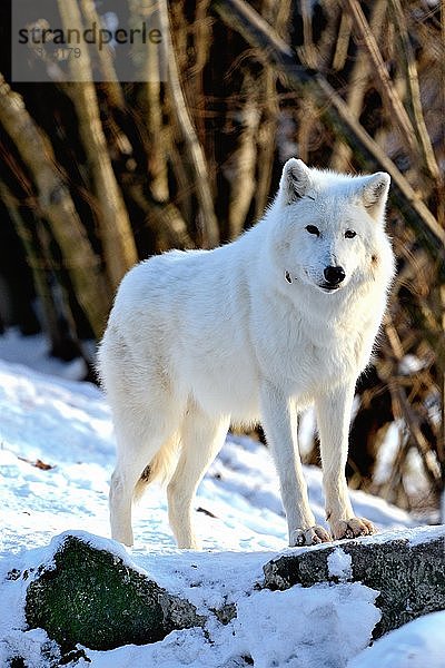 Polarwolf (Canis lupus arctos)  stehend im Schnee  in Gefangenschaft  Kanada  Nordamerika