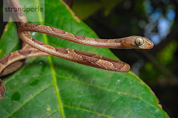 Stumpfkopf-Baumnatter (Imantodes cenchoa)  Costa Rica  Mittelamerika
