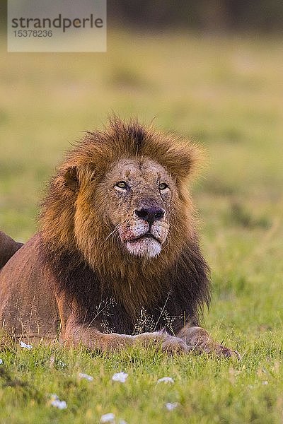 Afrikanischer Löwe (Panthera leo)  Männchen ruhend  mit Blut am Maul  Tierporträt  Masai Mara National Reserve  Kenia  Afrika