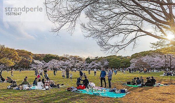 Japanisches Picknick unter Kirschblüten im Yoyogi-Park beim Hanami-Fest  Bezirk Shibuya  Bezirk Shibuya  Tokio  Japan  Asien