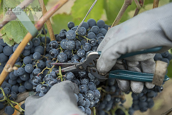 Ansicht der Hände bei der Weinlese