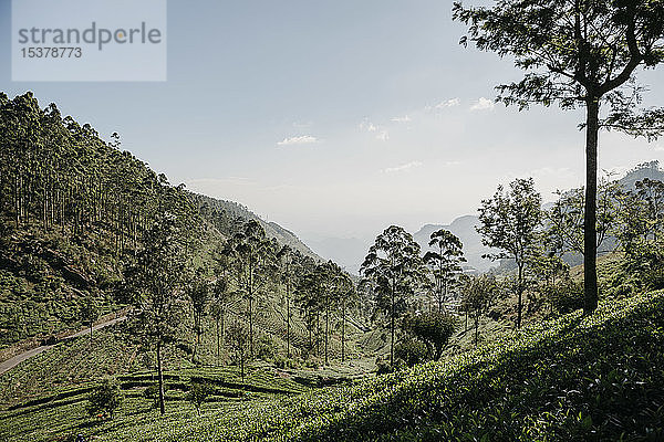 Landschaftliche Ansicht von Bäumen und Pflanzen  die auf der Agrarlandschaft in Sri Lanka wachsen  gegen den Himmel