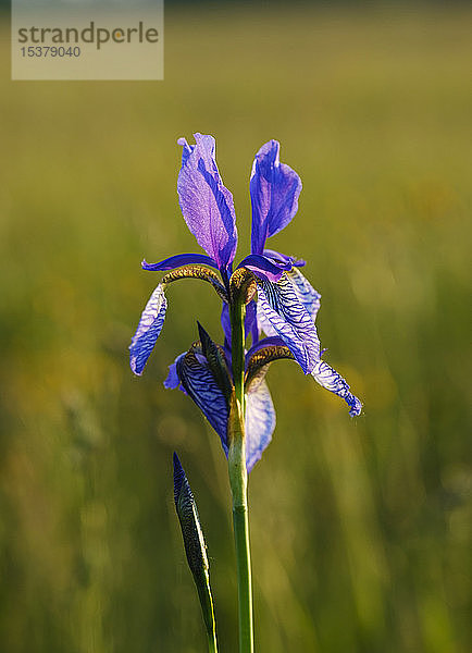 Nahaufnahme einer im Freien blühenden violetten Irisblume  Bayern  Deutschland