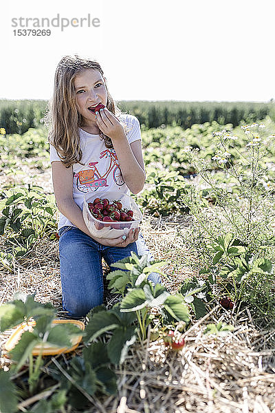 Porträt eines Mädchens  das gepflückte Erdbeeren auf einem Feld isst