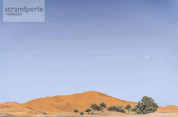 Wunderschöne Palmenlandschaft in den Dünen der Wüste Marokkos
