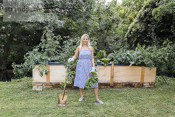 Blonde Frau erntet Mangold von ihrem Hochbeet in ihrem eigenen Garten