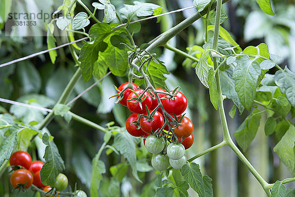 Bio-Tomatenpflanze  rote und grüne Tomaten