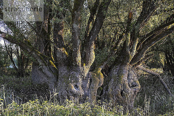 Alter majestätischer Baum  der im Naturschutzgebiet wächst  Bayern  Deutschland