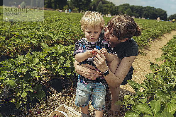 Mutter und Sohn pflücken Erdbeeren in einer Erdbeerplantage