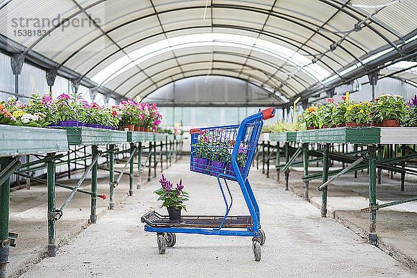 Einkaufswagen mit Pflanzen und Blumen in der Gärtnerei