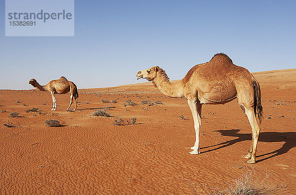 Dromedare in der Sandwüste von Wahiba  Oman