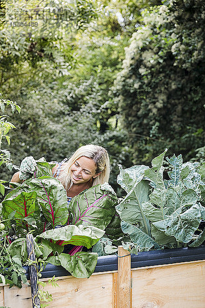 Blonde Frau erntet Mangold von ihrem Hochbeet in ihrem eigenen Garten
