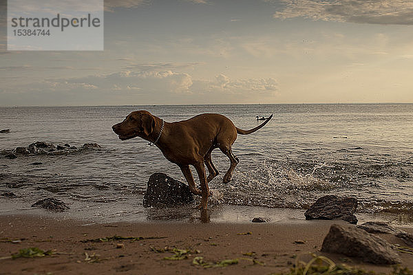 Hund läuft abends am Strand