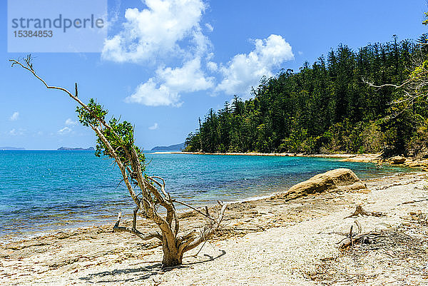 Australien  Queensland  Whitsunday Island  Landschaft mit Baum am Strand