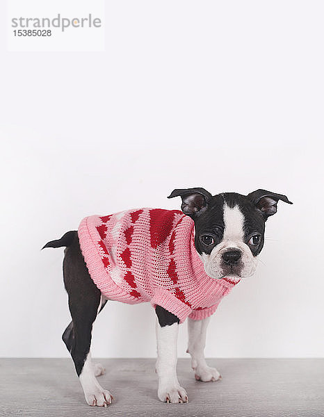 Porträt eines Boston-Terrier-Welpen in rosa Pullover mit Herzen