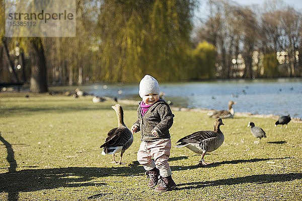 Kleinkind spielt mit Gänsen an einem Teich im Park