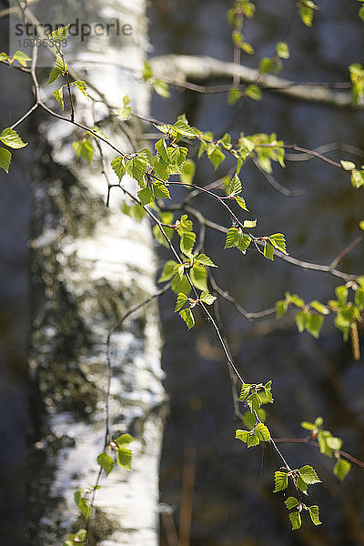 Zweige aus Birke im Frühling
