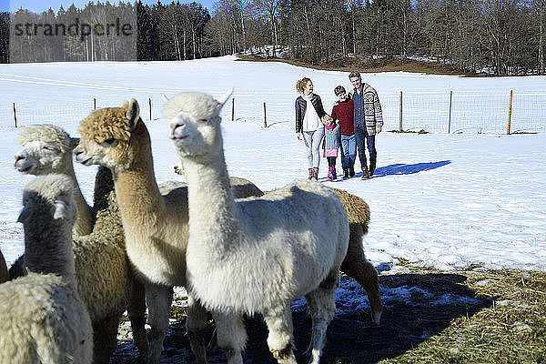 Familie geht im Winter mit Alpakas auf einem Feld