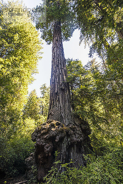 USA  Kalifornien  Redwood State Park  Riesenmammutbaum