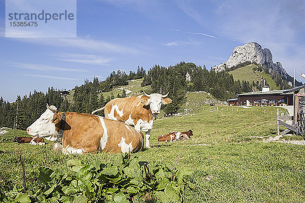 Deutschland  Bayern  Chiemgau  Kampenwand  Kühe auf der Sonnenalm