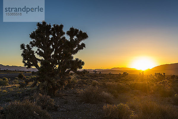 USA  Nevada  Wüstenbüsche bei Sonnenuntergang in der Wüste im Osten Nevadas