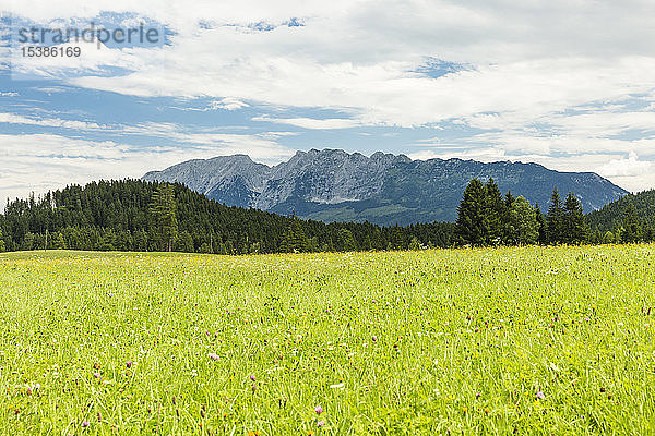 Österreich  Steiermark  Wiese mit Blick auf die Schaertenspitze