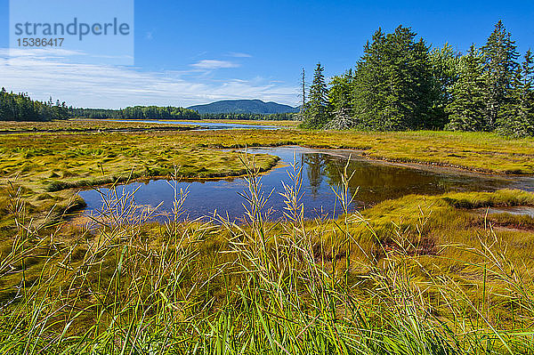 USA  Maine  Little Creek im Acadia-Nationalpark
