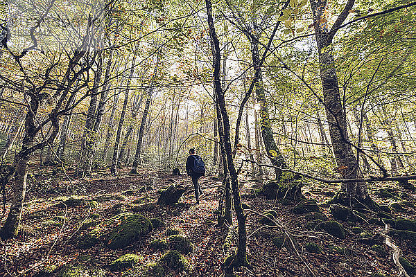 Spanien  Navarra  Wald von Irati  junge Frau geht im üppigen Wald spazieren